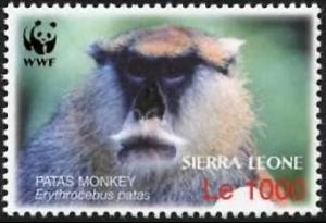 Colnect-1617-980-Patas-Monkey-Erythrocebus-patas.jpg