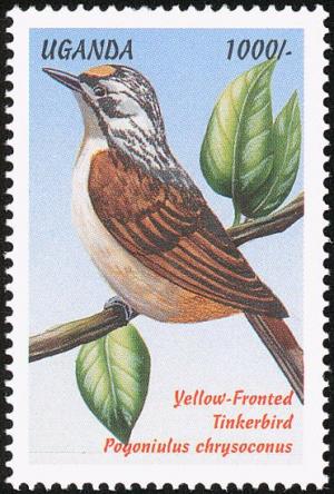 Colnect-1715-779-Yellow-fronted-Tinkerbird%C2%A0Pogoniulus-chrysoconus.jpg