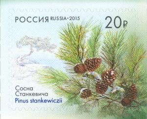 Colnect-2629-562-Pinus-stankewiczii-Flora-of-Russia.jpg