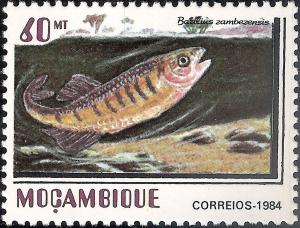 Colnect-1117-458-Barred-Minnow-Barilius-zambezensis.jpg