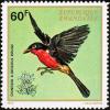 Colnect-1780-789-Black-headed-Gonolek-Laniarius-erythrogaster%C2%A0.jpg