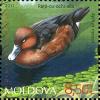 Colnect-2613-588-Ferruginous-Duck-Aythya-nyroca.jpg