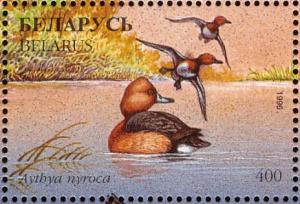 Colnect-1047-762-Ferruginous-Duck-Aythya-nyroca.jpg