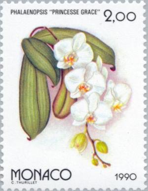 Colnect-149-405-Phalaenopsis-Princess-Grace.jpg