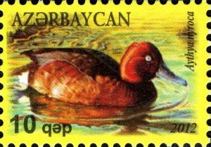 Colnect-1603-759-Ferruginous-Duck-Aythya-nyroca.jpg