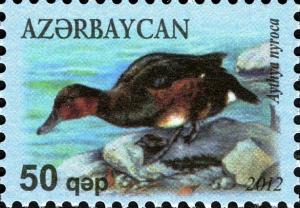 Colnect-1603-761-Ferruginous-Duck-Aythya-nyroca.jpg