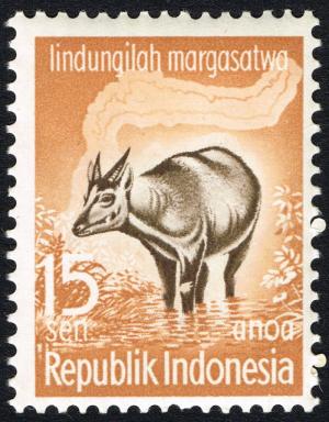 Colnect-2200-394-Lowland-Anoa-Anoa-depressicornis-.jpg