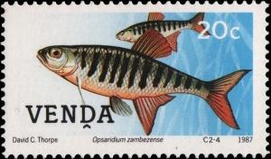 Colnect-2840-137-Barred-Minnow-Opsaridium-zambezense.jpg