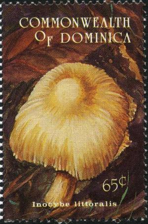 Colnect-3016-434-Inocybe-littoralis.jpg