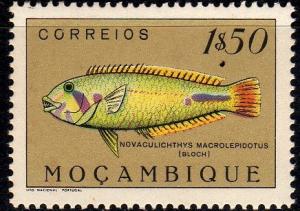 Colnect-594-964-Emerald-Wrasse-Novaculichthys-macrolepidotus.jpg