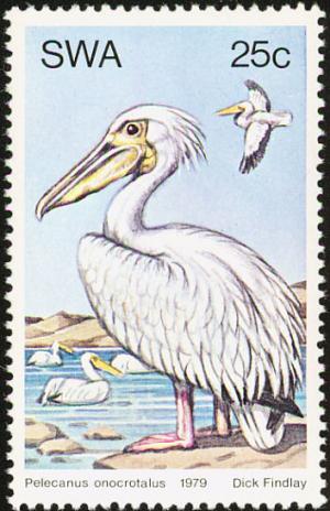 Pelecanus-onocrotalus.jpg