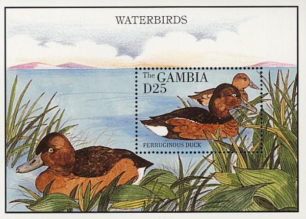 Colnect-1721-738-Ferruginous-Duck-Aythya-nyroca.jpg