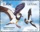 Colnect-6125-118-Northern-Lapwing.jpg