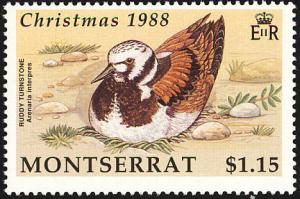 Colnect-1785-040-Ruddy-Turnstone-Arenaria-interpres.jpg