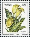 Colnect-1519-691-Zantedeschia-jucunda.jpg