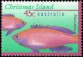 Colnect-2754-517-Princess-Anthias-Anthias-smithvanizi.jpg