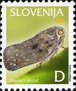 Flatid-Planthopper.jpg