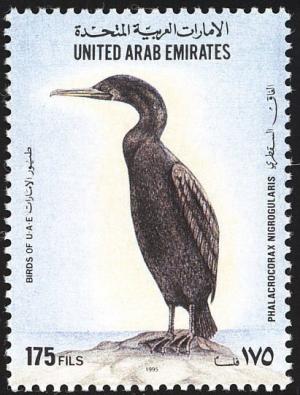 Colnect-1646-514-Socotra-Cormorant-Phalacrocorax-nigrogularis-.jpg