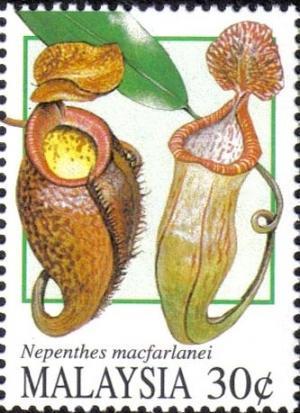 Colnect-1792-815-Pitcher-Plants--Nephentes-macfarlanei.jpg