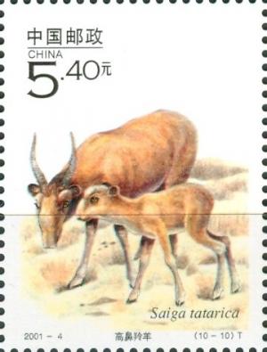 Colnect-2098-622-Saiga-Antelope-Saiga-tatarica.jpg