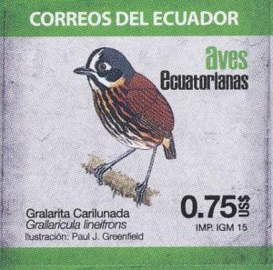 Colnect-3781-530-Crescent-faced-Antpitta-Grallaricula-lineifrons.jpg