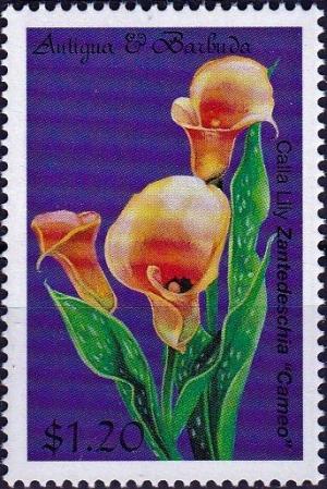 Colnect-4042-169-Zantedeschia--Cameo-.jpg