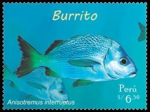 Colnect-4083-099-Burrito-Grunt-Anisotremus-interruptus.jpg