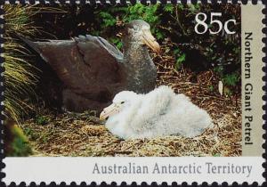 Colnect-4714-582-Northern-Giant-Petrel-Macronectes-halli.jpg