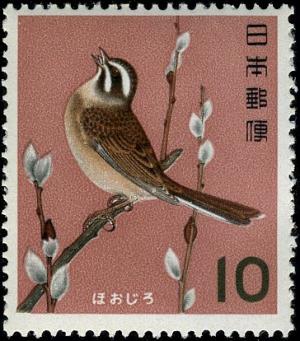 Colnect-4862-016-Siberian-Meadow-Bunting-Emberiza-cioides-ciopsis---.jpg