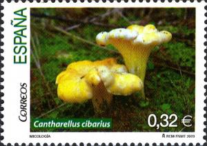 Colnect-571-655-Chantarelle-Mushroom.jpg