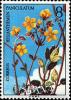 Colnect-604-248-Helianthemum-Paniculatum.jpg