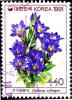 Colnect-2782-698-Gentiana-zollingeri.jpg