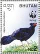 Colnect-1720-423-Kalij-Pheasant-nbsp-Lophura-leucomelana-.jpg