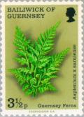 Colnect-125-642-Guernsey-Spleenwort---Asplenium-x-sarniense.jpg