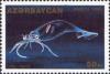 Colnect-1093-191-European-Squid-Loligo-vulgaris.jpg