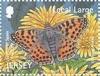 Colnect-1256-301-Queen-of-Spain-Fritillary-Issoria-lathonia.jpg