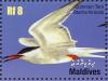 Colnect-1631-453-Common-Tern-Sterna-hirundo.jpg