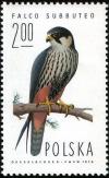 Colnect-1989-662-Eurasian-Hobby%C2%A0Falco-subbuteo.jpg