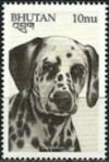 Colnect-3377-295-Dalmatian-Canis-lupus-familiaris.jpg