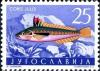 Colnect-4504-134-Mediterranean-Rainbow-Wrasse-Coris-julis.jpg