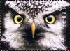 Colnect-4550-685-Northern-hawk-owl-Surnia-ulula.jpg