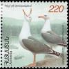 Colnect-5250-660-Armenian-Gull-Larus-armenicus-.jpg