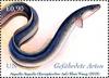 Colnect-5772-056-European-Eel-Anguilla-anguilla.jpg