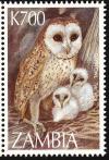 Colnect-861-814-Western-Barn-Owl-Tyto-alba.jpg