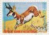 Colnect-958-999-Pronghorn-Antilocapra-americana.jpg