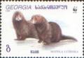 Colnect-1109-222-European-Mink-Mustela-lutreola.jpg