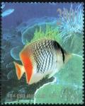 Colnect-1772-895-Indian-Ocean-Chevron-Butterflyfish-Chaetodon-chrysurus.jpg