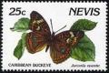 Colnect-2159-926-West-Indean-Buckeye-Junonia-evarete.jpg