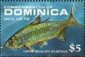 Colnect-3184-435-Tarpon-Megalops-atlanticus.jpg