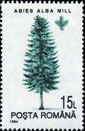 Colnect-4929-468-European-Silver-Fir-Abies-alba.jpg